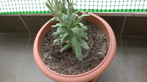 Water the plant. 스톡 동영상 50898484