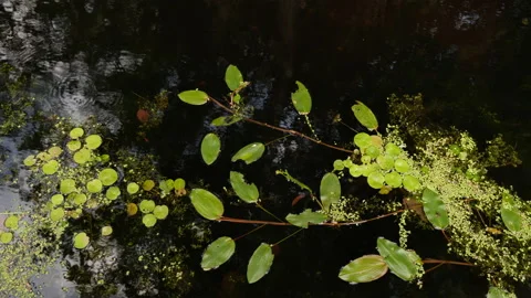 Water plant Stock Footage 143353507