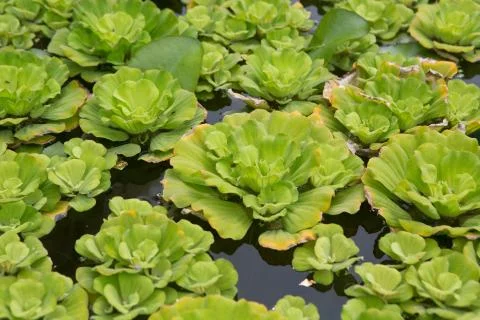 Water plant Stock Photos
