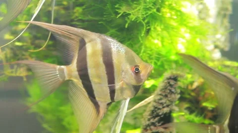 Water plants and fish Stock Footage 113877771