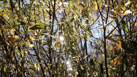 Water plants and light reflections in a lake Stock Footage 111426615