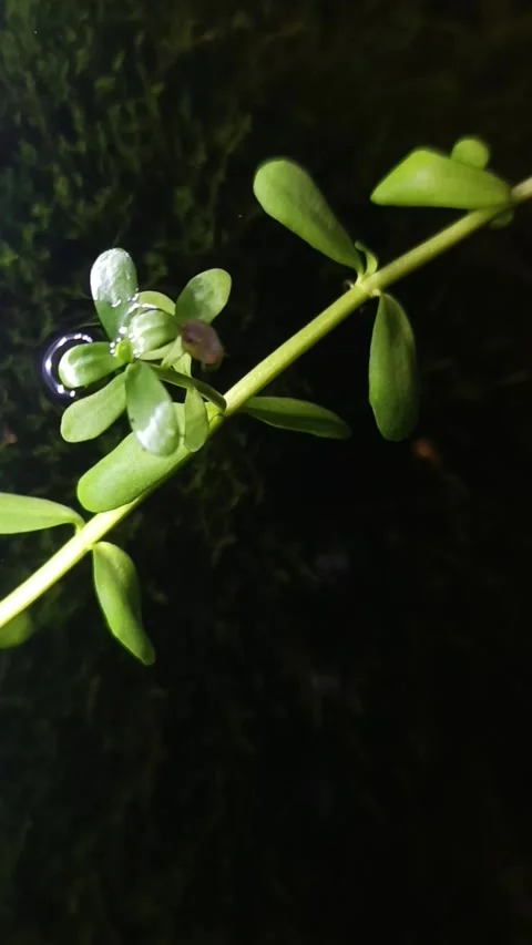 Water plants in the aquarium Stock Footage 240631544