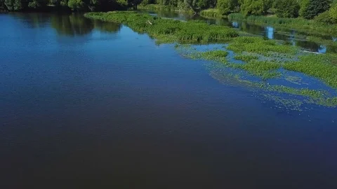Water plants in bog 库存影片 94708545