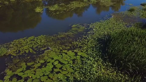 Water plants in bog 库存影片 94708638
