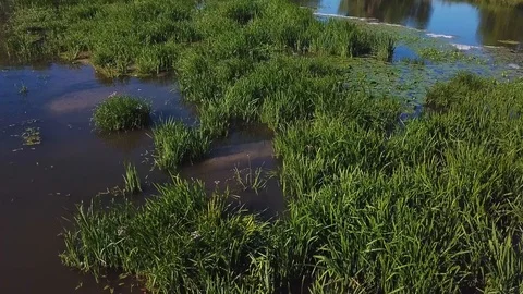 Water plants in bog 库存影片 94708672