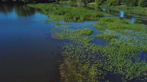 Water plants in bog Stock Footage 94708795