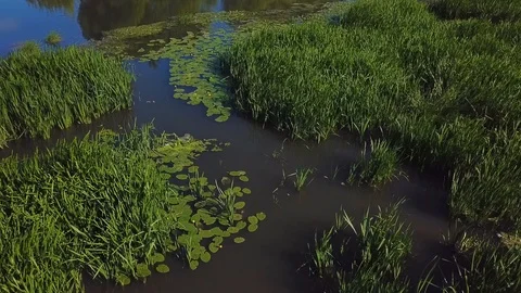 Water plants in bog Stock Footage 94708965