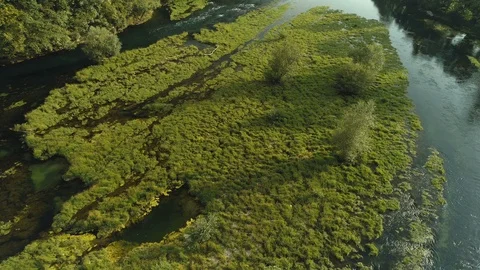 Water Plants Float On River Stock Footage 94739156