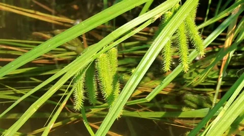 Water plants Stock Footage 568473
