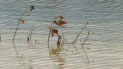 Water plants Stock Footage 10917522