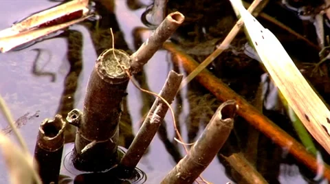 Water plants Video stock 34509069