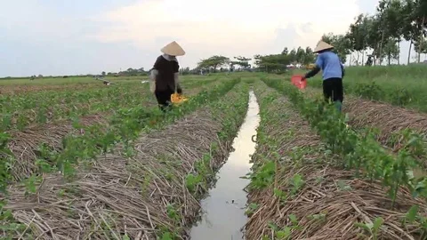Water the plants Stock Footage 69184451