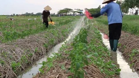 Water the plants Stock Footage 69184460