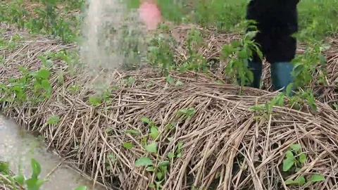Water the plants Stock Footage 69184541