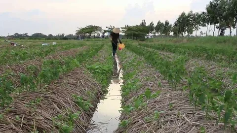 Water the plants Stock Footage 69187402