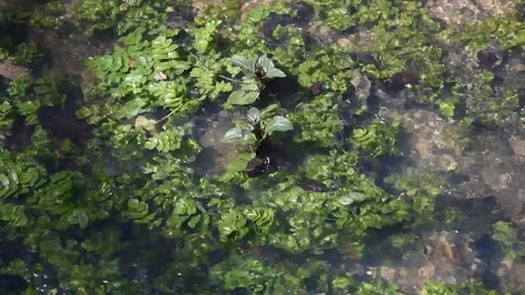 Water plants Stock Footage 88190516