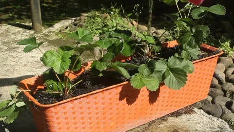 Water the plants Stock Footage 240174104