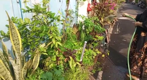 Water plants Stock Footage 241919691