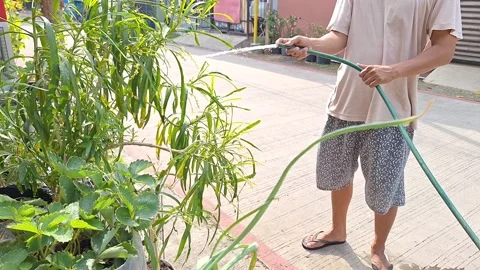 Water plants Stock Footage 291599572