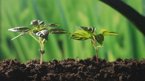 Water the plants in the garden Video stock 101965784