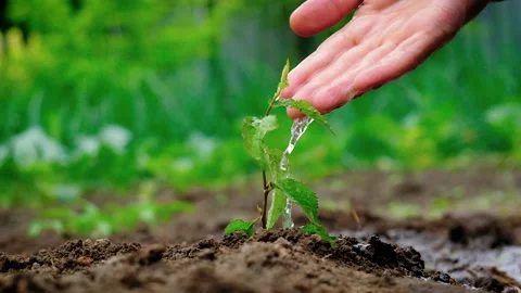 Water the plants in the garden. Selective focus. Stock Footage 155393025