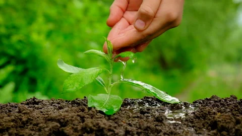 Water the plants in the garden. Selective focus. Stock Footage 155481875