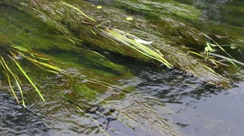 Water plants in the river Stock Footage 10316016