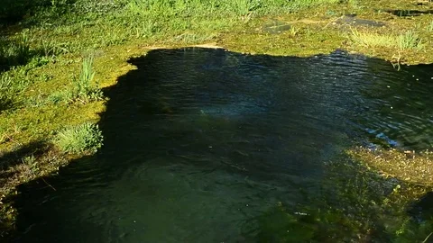 Water plants on the river Volturno Stock Footage