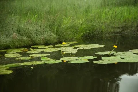 Water plants on the surface of the river, summer forest landscape Stock Photos