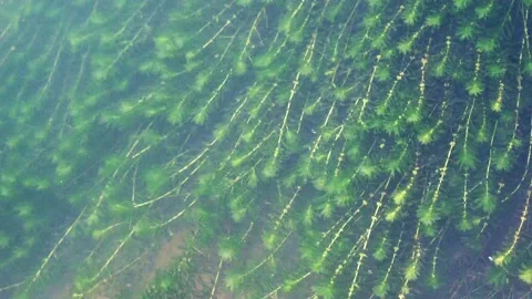 The water plants swayed with the waves Stock Footage 163369165