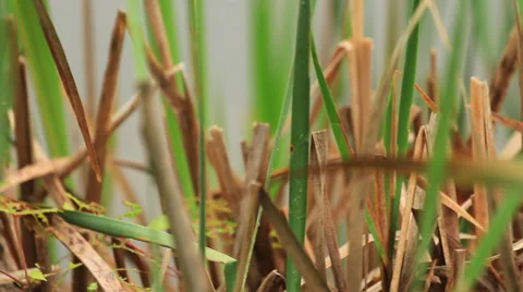 Water Plants (Tracking) 1 库存影片 43126069