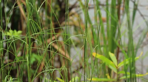 Water Plants (Tracking) 3 库存影片 43126134