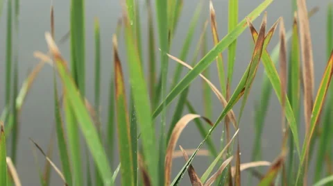 Water Plants (Tracking) 4 库存影片 43126127