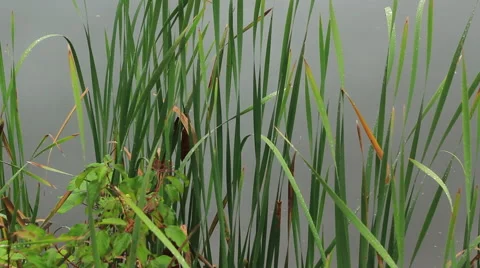 Water Plants (Tracking) 5 库存影片 43126113