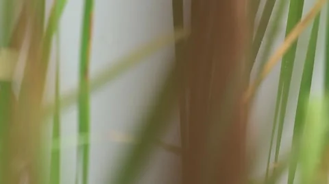 Water Plants (Tracking) 6 库存影片 43126083