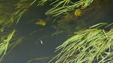 Water plants waving in river Stock Footage 77535528