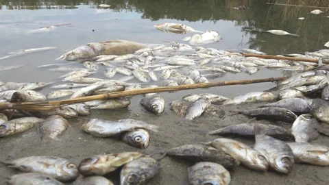 Water with poisoned dead fish Stock Footage 89485859