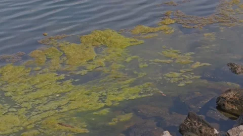 Water Pollution Close-Up: Green Algae &amp; Seafoam in Sunlight 4K 24fps Stock Footage 234303161