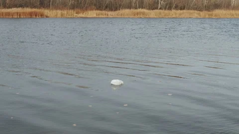 Water pollution. Closeup scene of polluted dirty calm river water with plastic Stock Footage 166156431