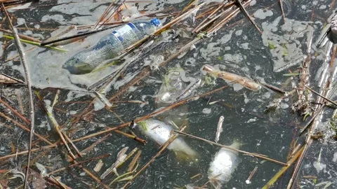 Water pollution. Dead fish and plastic waste Stock Footage 74943942