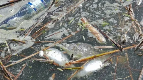 Water pollution. Dead fish and plastic waste Stock Footage