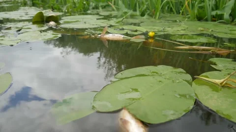  water pollution. Dead fish in the pond. An ecological catastrophe with fish. Stock Footage 135594622