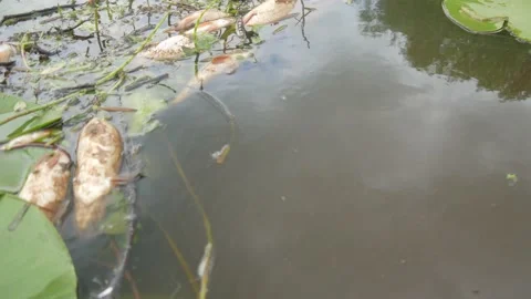  water pollution. Dead fish in the pond. An ecological catastrophe with fish. Stock Footage 135594623