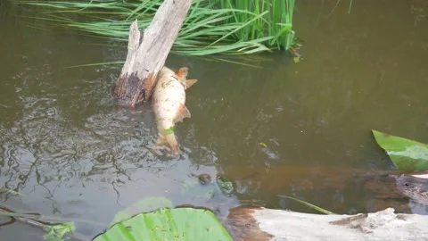  water pollution. Dead fish in the pond. An ecological catastrophe with fish. Stock Footage 135594624