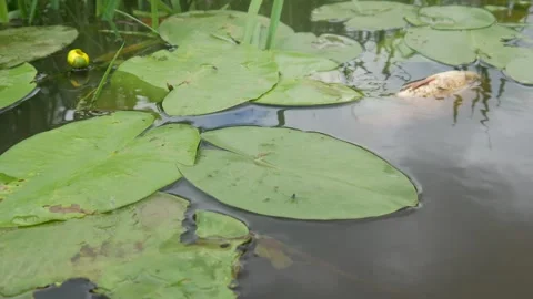  water pollution. Dead fish in the pond. An ecological catastrophe with fish. Stock Footage 135594625