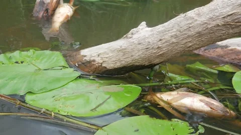  water pollution. Dead fish in the pond. An ecological catastrophe with fish. Stock Footage 135594626