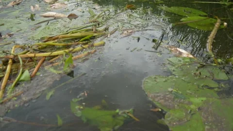 Water Pollution. Dead Fish In The Pond. 