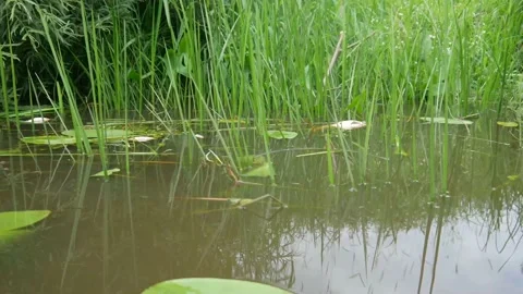  water pollution. Dead fish in the pond. An ecological catastrophe with fish. Stock Footage 135594636