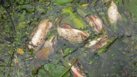  water pollution. Dead fish in the pond. An ecological catastrophe with fish. Stock Footage 135594637
