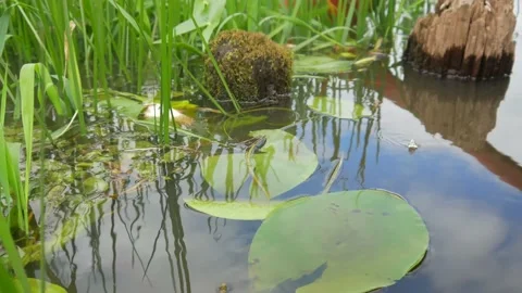  water pollution. Dead fish in the pond. An ecological catastrophe with fish. Stock Footage 135594639